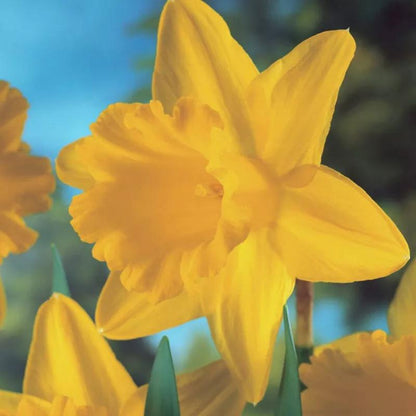 200pcs of Narcissus Bulbs, Narcissus Seeds