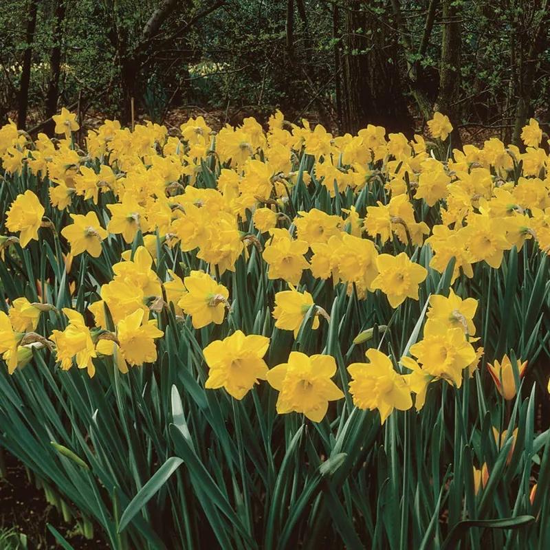200pcs of Narcissus Bulbs, Narcissus Seeds