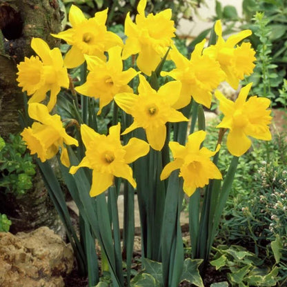 200pcs of Narcissus Bulbs, Narcissus Seeds